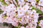日本の春を象徴する、桜。